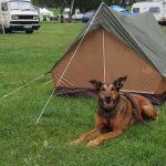 Richtig Campen mit Hund VIER PFOTEN Stiftung für Tierschutz in Deutschland