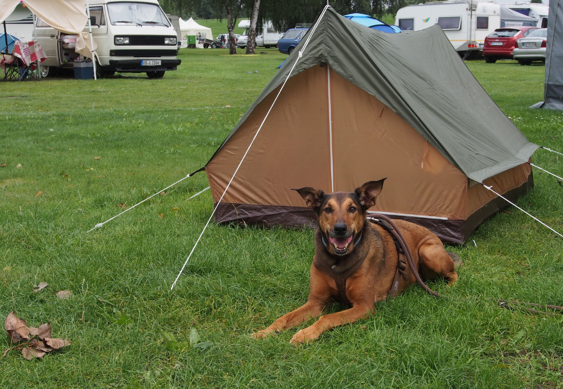 camping-mit-hund-848asq-1.jpg Richtig Campen mit Hund VIER PFOTEN Stiftung für Tierschutz in Deutschland – Bild 1